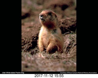 pictures from bryce-canyon sd-card - prairie dog