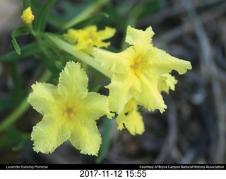 pictures from bryce-canyon sd-card - lodge