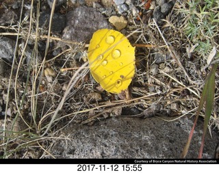 pictures from bryce-canyon sd-card - flower