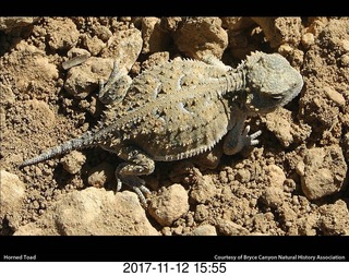 pictures from bryce-canyon sd-card - bird-chicks