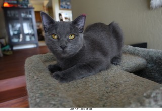 my kitten Jane and my cat Max