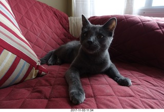 my kittens Devin and  Jane and my cat Max