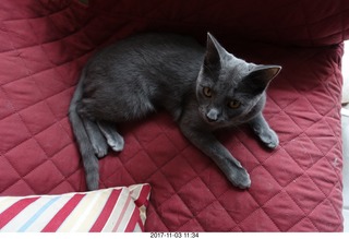 my vet Dr. Krista Gibson + my kitten Devin