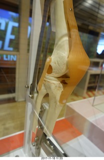 45 9vj. Philadelphia - The Franklin Institute  - knee
