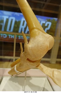 46 9vj. Philadelphia - The Franklin Institute  - knee