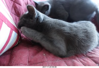 my cats Devin and Jane