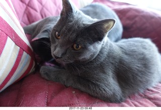 my cats Devin and Jane