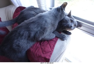my cats Devin and Jane