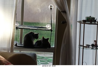 my cats Devin and Jane