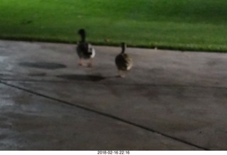night ducks