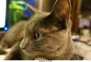 cute face shot of my cat Devin