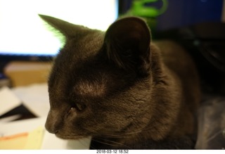 my cats Devin and Jane