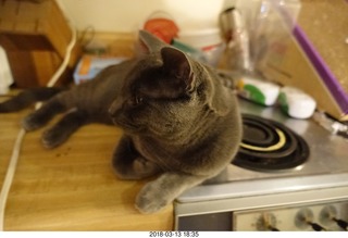 my cat Devin on the windowsill