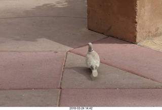 white pigeon