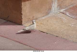 white pigeon