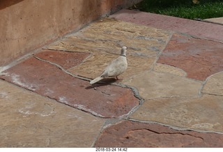 white pigeon