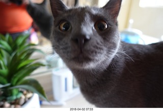 BREO Ellipta anti-asthma inhaler box