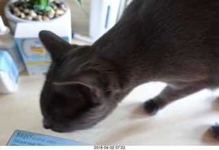 BREO Ellipta anti-asthma inhaler box