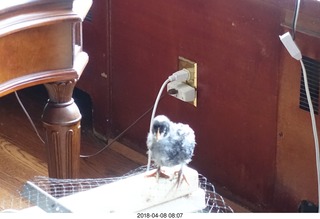 636 a00. Betsy's chick