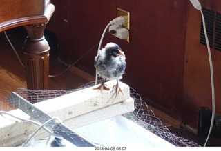 637 a00. Betsy's chick