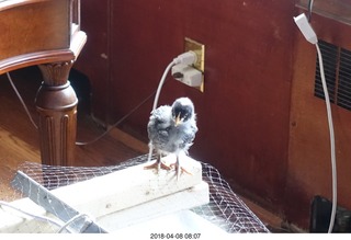 638 a00. Betsy's chick
