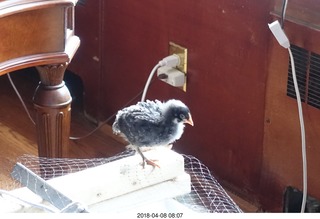 639 a00. Betsy's chick