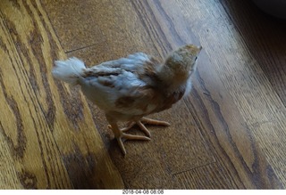 640 a00. Betsy's chick