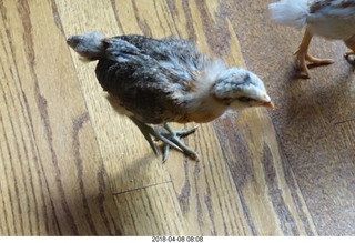 641 a00. Betsy's chick