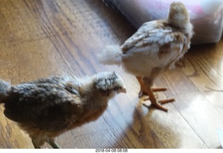 642 a00. Betsy's chicks