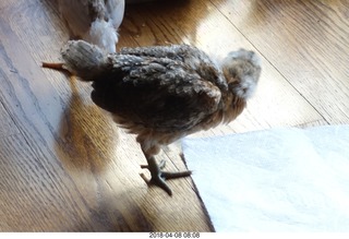 643 a00. Betsy's chick