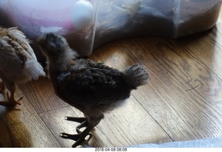 646 a00. Betsy's chick