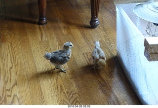 647 a00. Betsy's chicks