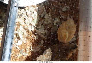 648 a00. Betsy's chick