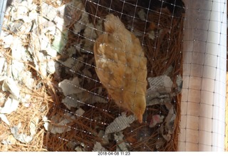 649 a00. Betsy's chick