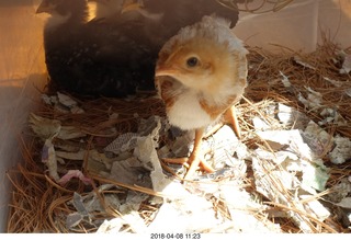 650 a00. Betsy's chick
