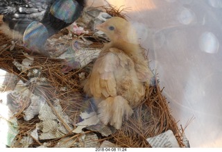 651 a00. Betsy's chick