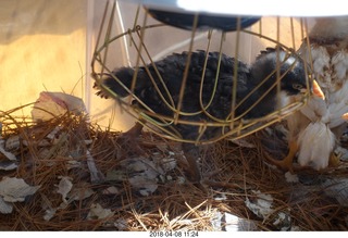 652 a00. Betsy's chick
