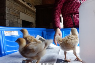 653 a00. Betsy's chicks