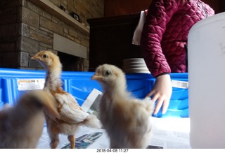 654 a00. Betsy's chicks