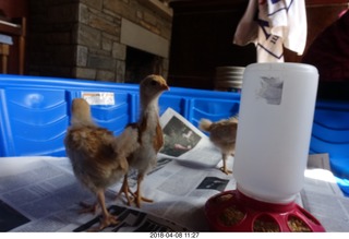 655 a00. Betsy's chicks