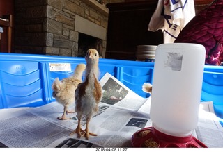 656 a00. Betsy's chicks