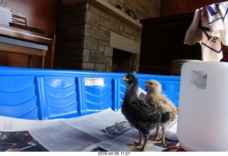 657 a00. Betsy's chicks