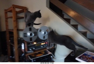 cats on my windowsill