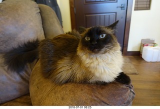 10 a03. cat Ditto
