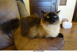 11 a03. cat Ditto