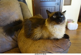 12 a03. cat Ditto