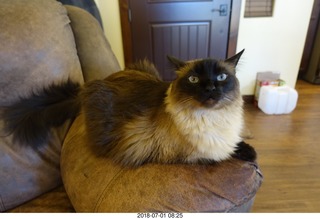 13 a03. cat Ditto