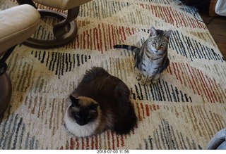 14 a03. cats Ditto and TC
