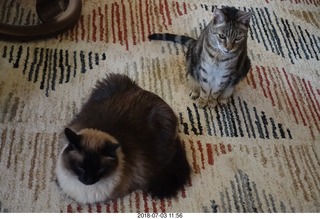 16 a03. cats Ditto and TC