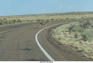 6 a03. Petrified Forest National Park - deer on the roadway